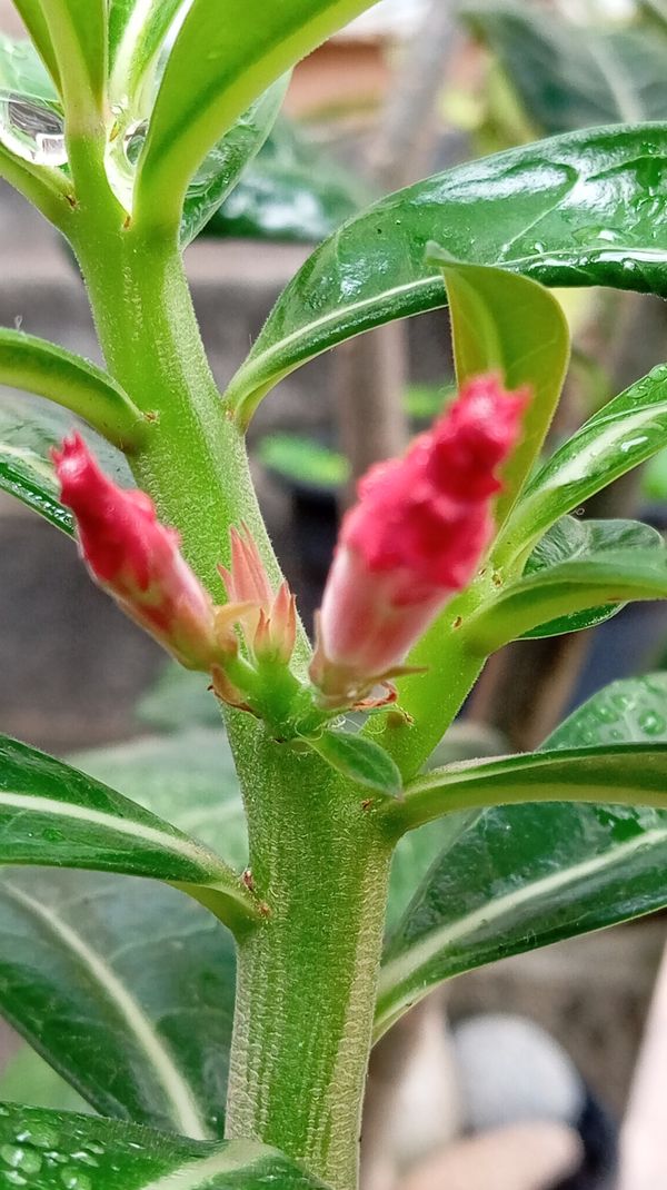 Identificação da planta Rosa do deserto por foto
