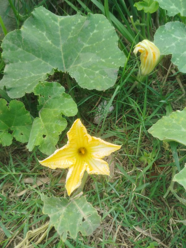 Identificação da planta Abóbora por foto