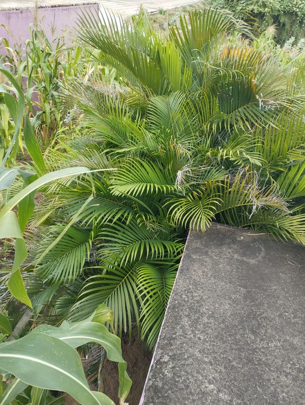 Identificação da planta Palmiste-de-maurício por foto