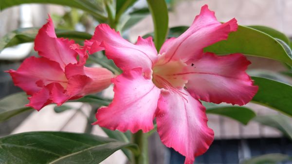 Identificação da planta Rosa-do-deserto por foto