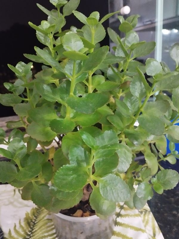 Identificação da planta Flor da fortuna por foto