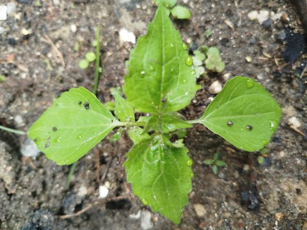 Identificação da planta Picão-branco por foto