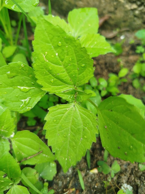 Identificação da planta Picão-branco por foto