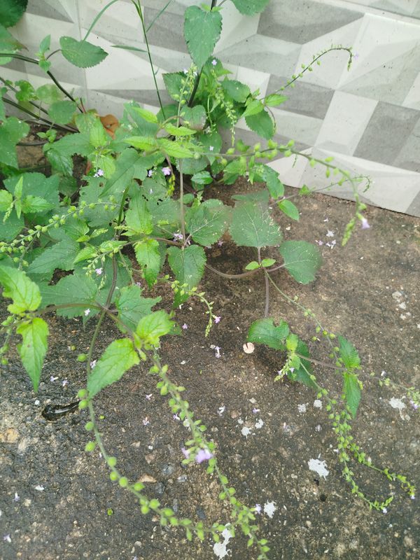 Identificação da planta Carrapicho por foto