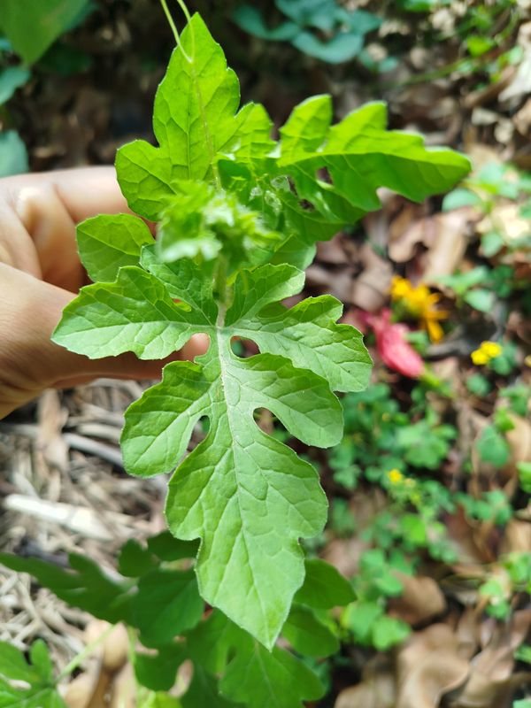 Identificação da planta Melancia por foto