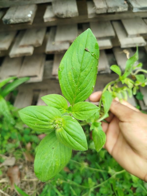 Identificação da planta Vassourinha de botão por foto