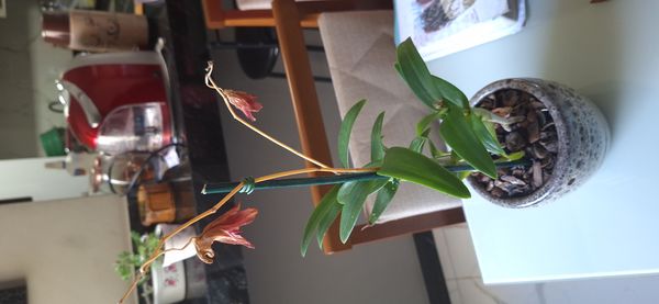 Identificação da planta Orquídea por foto