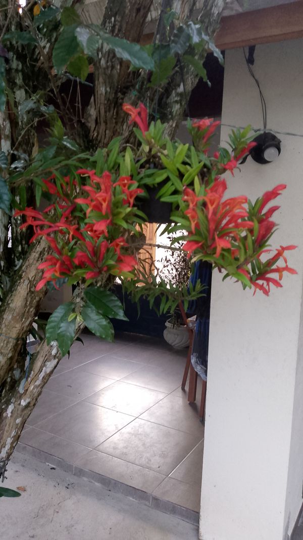 Identificação da planta Planta Batom por foto