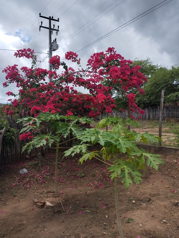Identificação da planta Mamona por foto