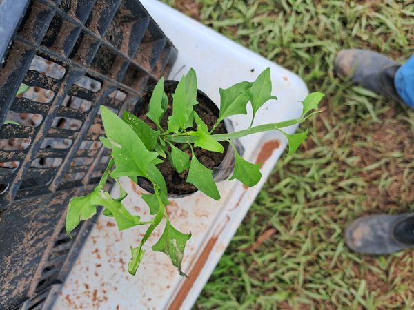 Identificação da planta Morango silvestre por foto