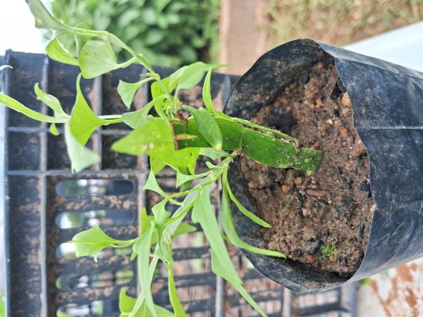 Identificação da planta Cacto-orquídea por foto