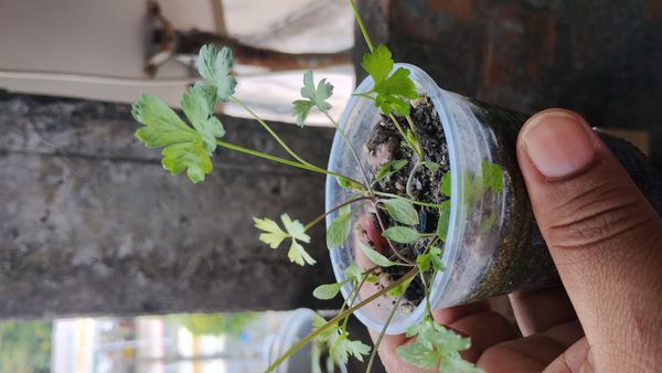 Identificação da planta Salsa por foto