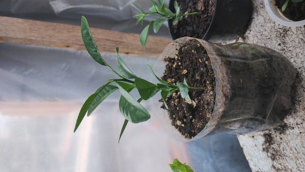 Identificação da planta Mexerica por foto