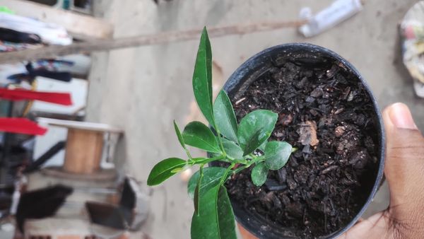 Identificação da planta Mexerica por foto