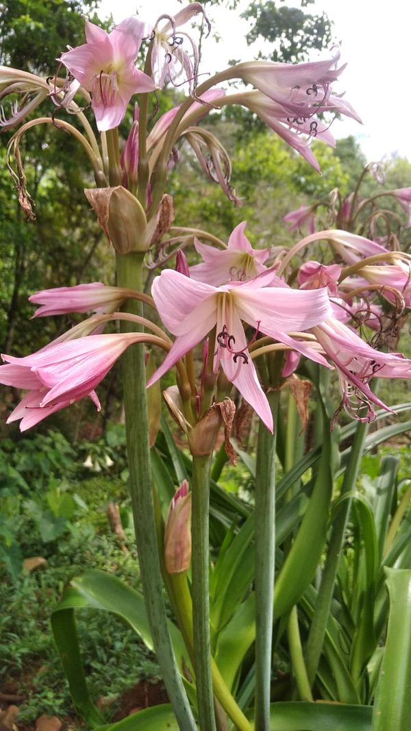 Identificação da planta Lírio-do-brejo por foto