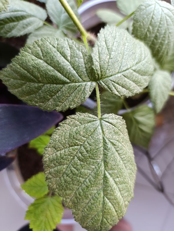 Identificação da planta Amora silvestre por foto