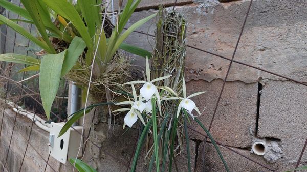 Identificação da planta Orquídea Cebolinha por foto