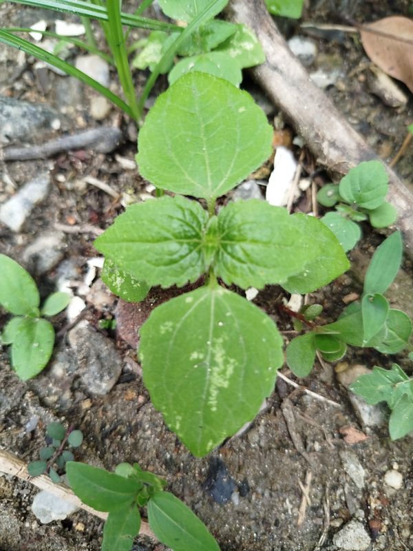 Identificação da planta Picão-branco por foto
