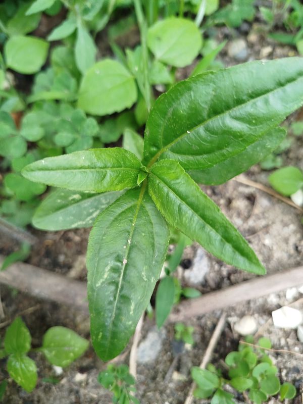 Identificação da planta Erva botão por foto