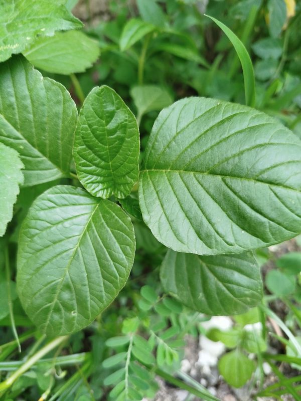 Identificação da planta Bredo por foto