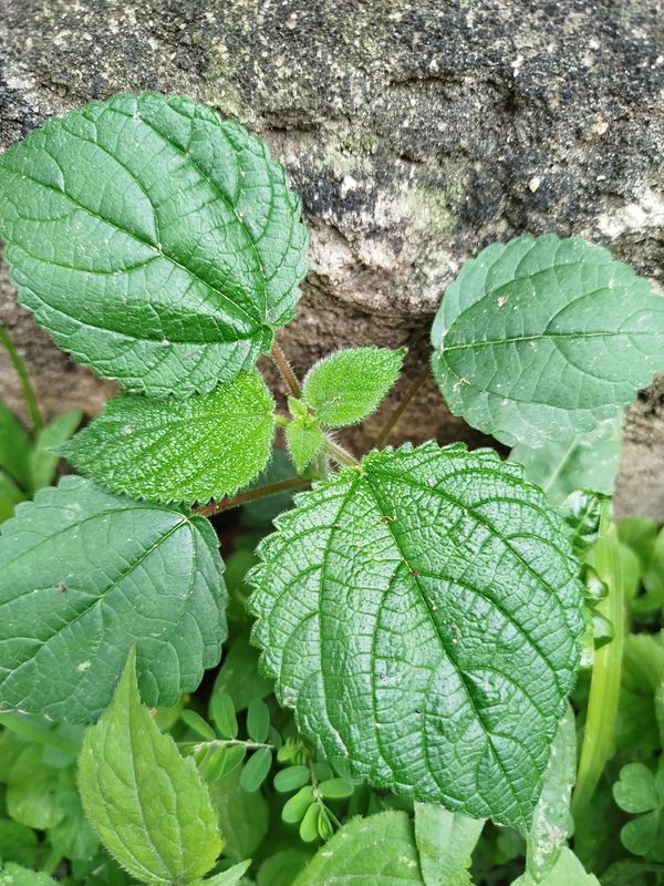 Identificação da planta Urtiga por foto