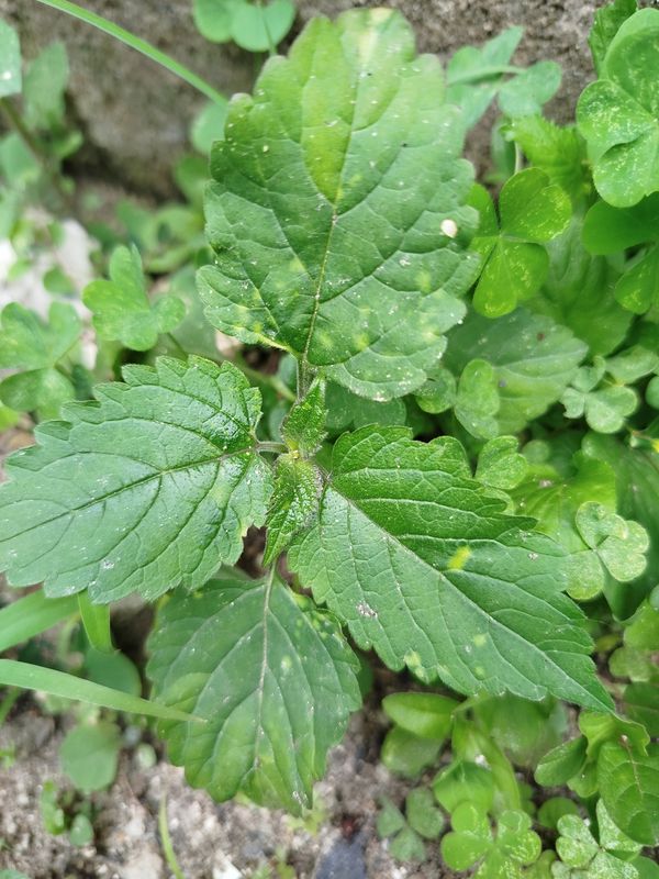 Identificação da planta Carrapicho por foto