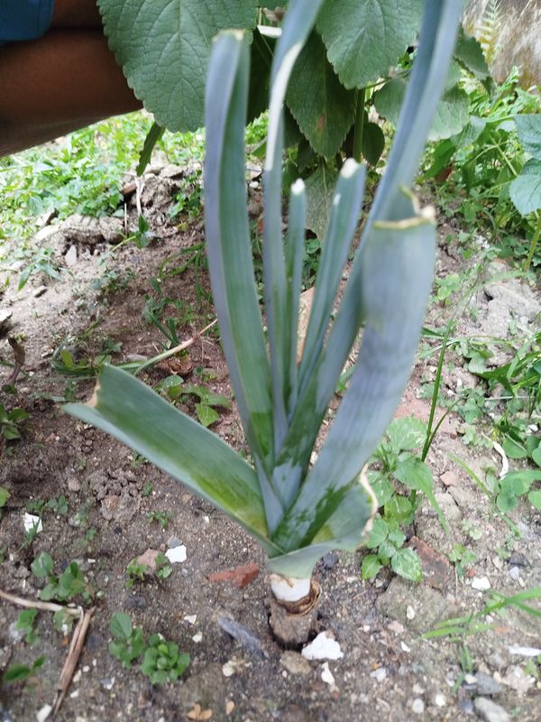 Identificação da planta Alho-poró por foto