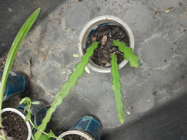 Identificação da planta Suculenta Rabo de Porco por foto