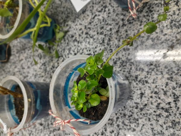 Identificação da planta Dinheiro em penca por foto