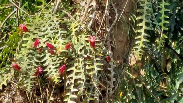 Identificação da planta Sianinha por foto