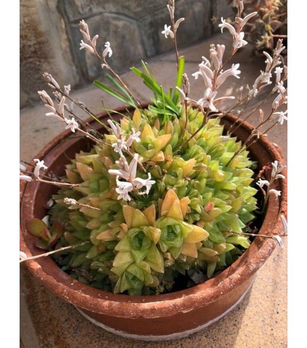 Identificação da planta Cacto estrela por foto