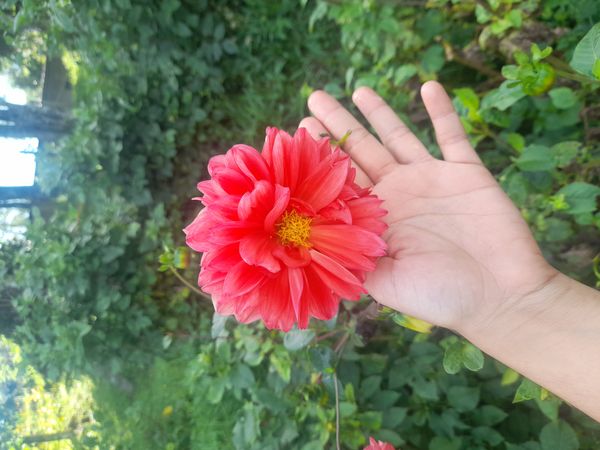 Identificação da planta Dália por foto