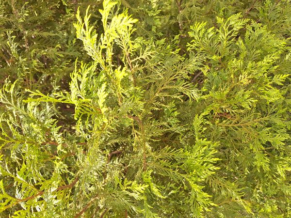 Identificação da planta Falsa-cipreste por foto
