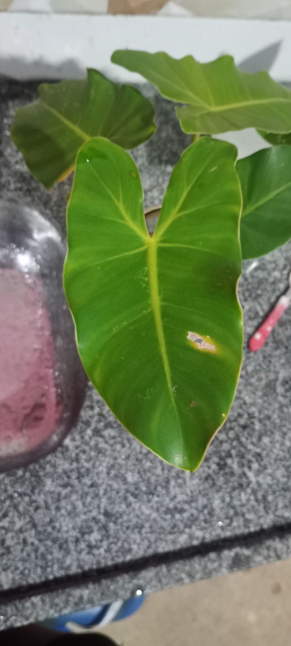 Identificação da planta Imbé por foto