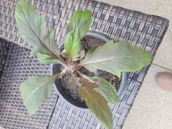 Identificação da planta Maria-preta por foto