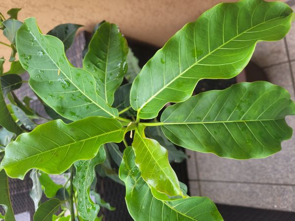Identificação da planta Figueira por foto