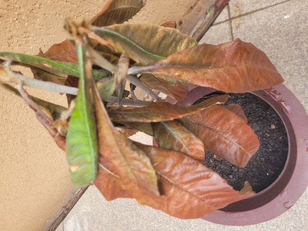 Identificação da planta Ameixinha amarela por foto