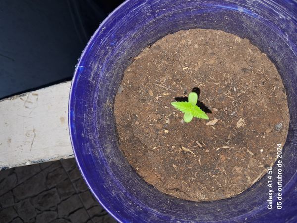 Identificação da planta Maconha por foto