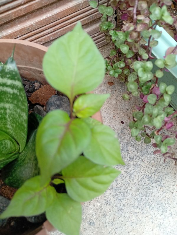 Identificação da planta Pimenta-de-cheiro por foto