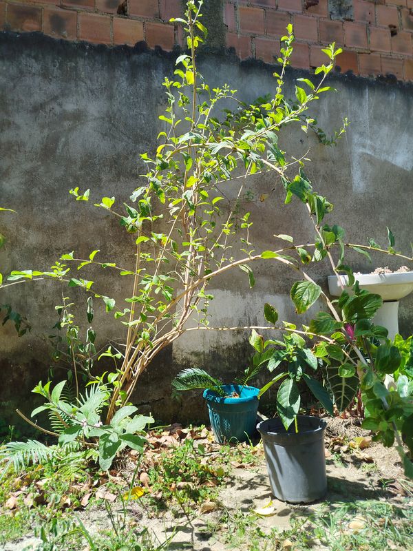 Identificação da planta Cidreira por foto