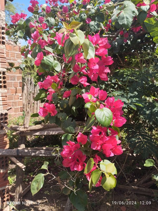 Identificação da planta Primavera por foto