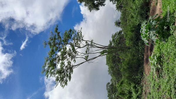 Identificação da planta sengon por foto