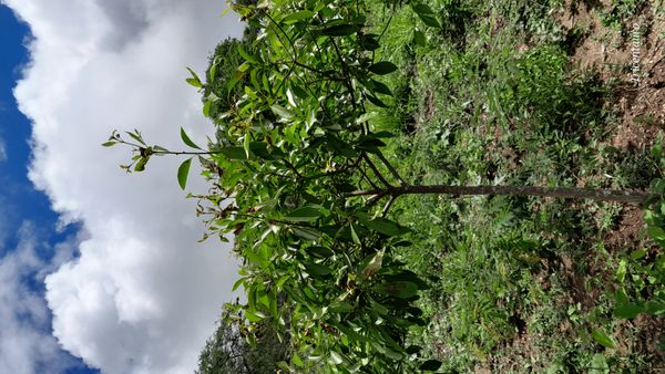 Identificação da planta Freijó por foto