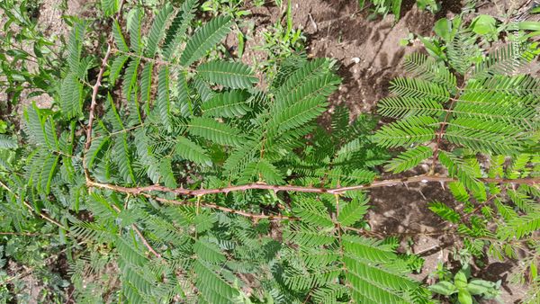 Identificação da planta Jurema-preta por foto