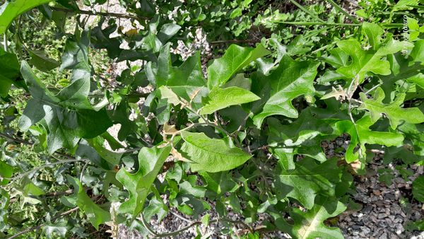Identificação da planta Jurubeba por foto