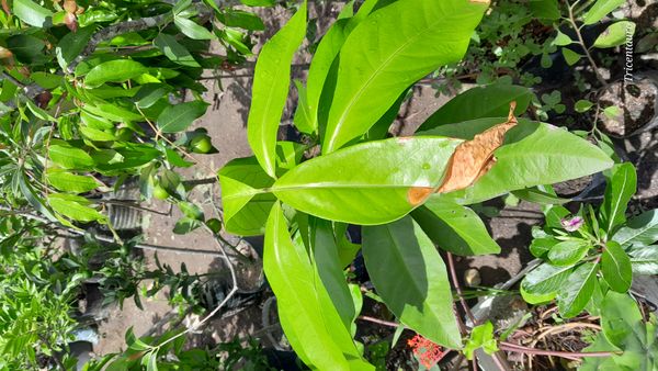 Identificação da planta Jambo por foto