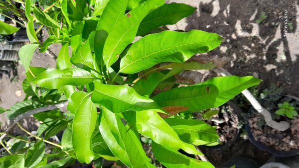 Identificação da planta Manga por foto