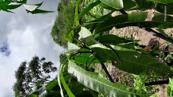 Identificação da planta Manga por foto