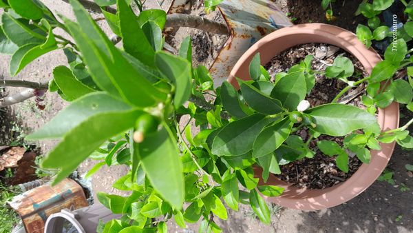 Identificação da planta Limão galego por foto