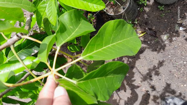 Identificação da planta Sem nome popular conhecido por foto